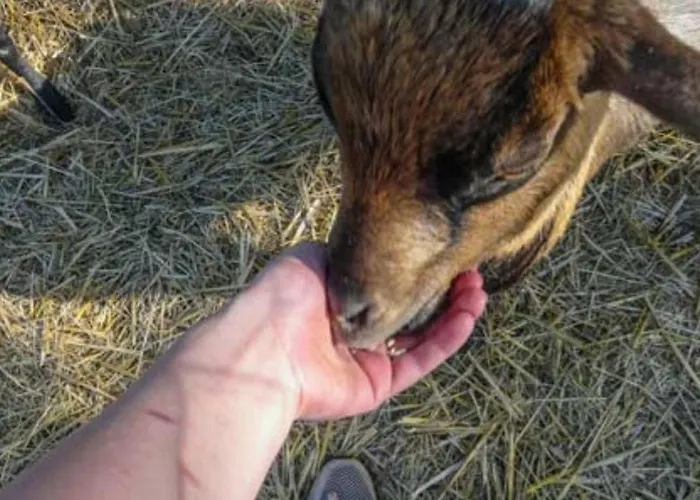 Mobil Confortable Avec Terrasse Pour 6 Personnes - Api-1-52-986 Camping *