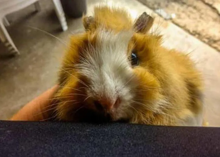 Camping Mobil Confortable Avec Terrasse Pour 6 Personnes - Api-1-52-986 Martiel